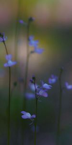 Grass,Macro,Flowers,Petals