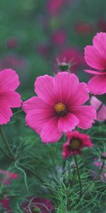 Grass,Macro,Flowers,Petals,Flowering,Bloom