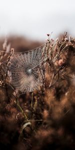 Herbe,Tissage,Tressage,Lisse,Brouillard,Web,Flou,Macro