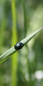 Hierba,Macro,Bosque,Insecto,Gatear,Bicho,Escarabajo