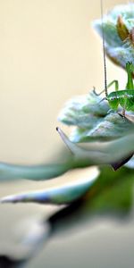 Herbe,Plante,Planter,Macro,Insecte,Forme,La Forme