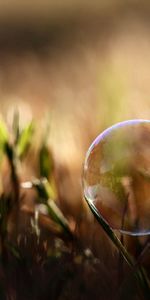 Herbe,Macro,Éblouissement,Éclat,Humidité,Bulle