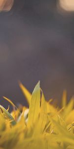 Grass,Macro,Glare,Shine,Light,Bright