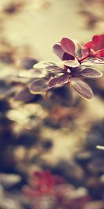 Grass,Macro,Glare,Shine,Light,Leaves