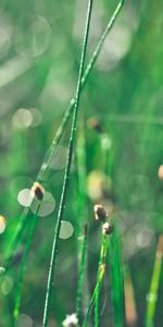 Grass,Macro,Glare,Shine,Morning,Drops,Brilliance