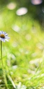 Grass,Macro,Greens,Bokeh,Boquet,Chamomile,Background,Camomile