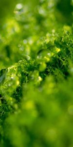 Macro,Herbe,Verdure,Drops,Légumes Verts,Rosée