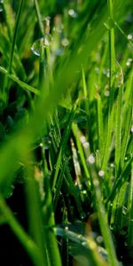 Grass,Macro,Greens,Dew,Drops