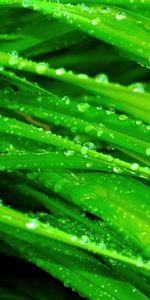 Grass,Macro,Greens,Dew,Humid,Drops,Wet