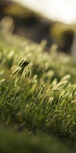 Herbe,Légumes Verts,Macro,Verdure,Domaine,Champ