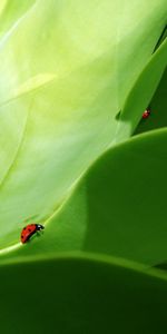 Grass,Macro,Greens,Insect,Ladybug,Crawl,Ladybird