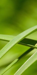 Herbe,Macro,Légumes Verts,Feuilles,Verdure