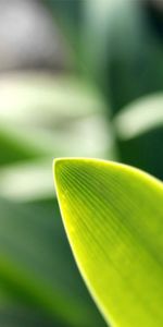 Macro,Hierba,Verduras,Planta