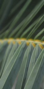 Herbe,Fougère,Légumes Verts,Verdure,Tige,Macro