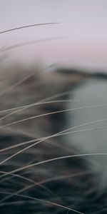 Grass,Macro,Grey,Stems,Close Up