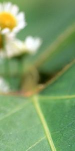 Grass,Macro,Hide,Frog,Sheet,Leaf,Bounce,Jump