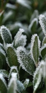 Grass,Macro,Hoarfrost,Frost,Snow