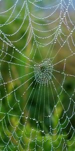 Grass,Macro,Humid,Web,Wet,Drops