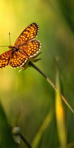 Grass,Macro,Insect,Brown,Butterfly