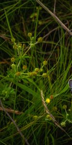 Grass,Macro,Insect,Butterfly