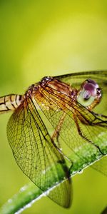 Grass,Macro,Insect,Dragonfly,Plant,Wings,Drops