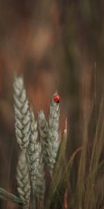 Hierba,Macro,Insecto,Orejas,Mariquita,Espigas