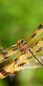 Grass,Macro,Insect,Flight,Dragonfly