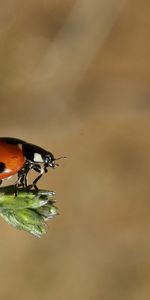 Macro,Insecto,Mariquita,Hierba,Vuelo