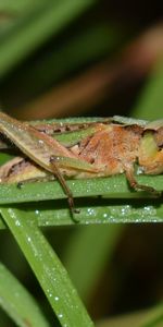 Herbe,Drops,Macro,Sauterelle,Insecte