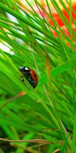 Herbe,Macro,Cacher,Conspiration,Insecte,Coccinelle