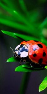 Herbe,Macro,Insecte,Coccinelle