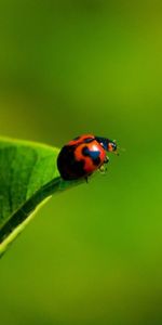 Grass,Macro,Insect,Ladybug,Ladybird