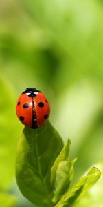 Grass,Macro,Insect,Ladybug,Ladybird,Climb,Background