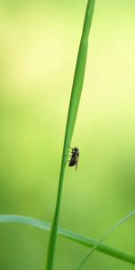 Grass,Macro,Insect,Light Coloured,Light,Glare