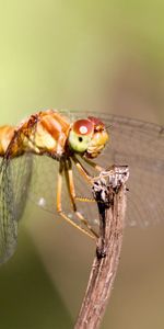 Hierba,Macro,Insecto,Bigote,Alas