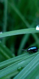 Grass,Macro,Insect,Thick,Crawl,Grounds