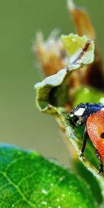 Grass,Macro,Ladybug,Ladybird,Dew,Humid,Drops,Wet