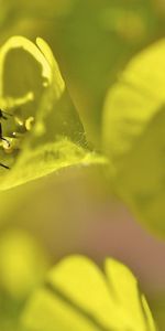 Grass,Macro,Ladybug,Ladybird,Leaves,Plant