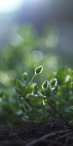 Grass,Macro,Land,Shadow,Roots,Greens,Earth