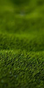 Grass,Macro,Lawn