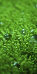 Grass,Macro,Lawn,Drops,Surface,Bubbles