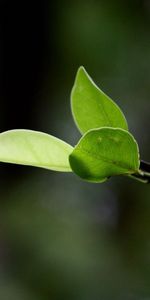 Grass,Macro,Leaf,Branch,Sheet,Spring