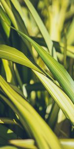 Grass,Macro,Leaves,Plant