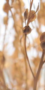 Grass,Macro,Light,Branch,Light Coloured,Dry