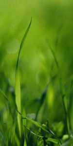 Grass,Macro,Light Coloured,Light