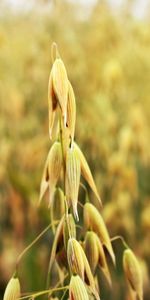 Grass,Macro,Light,Field,Light Coloured,Ears,Spikes