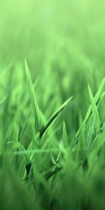 Grass,Macro,Light,Field,Light Coloured,Lawn