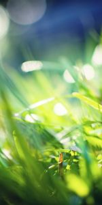 Grass,Macro,Light,Greased,Smeared,Glare,Shine,Color