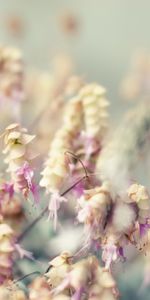 Grass,Macro,Light,Light Coloured