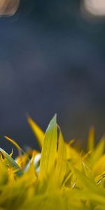 Grass,Macro,Light,Light Coloured,Background,Glare,Form